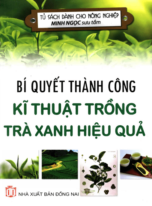 Bí Quyết Thành Công Kỹ Thuật Trồng Trà Xanh Hiệu Quả