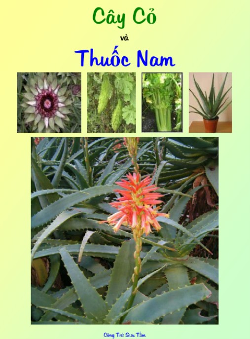 Cây Cỏ Và Thuốc Nam