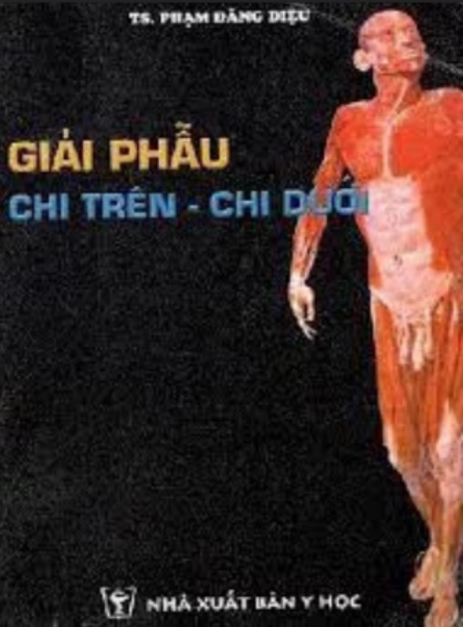 Giải Phẫu Chi Trên Chi Dưới